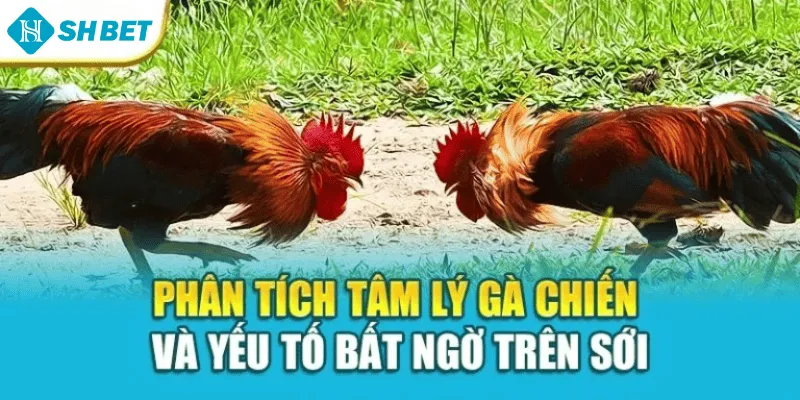 Phân tích tâm lý gà chiến và yếu tố bất ngờ trên sới